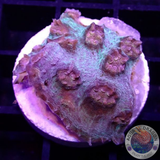 Echinophyllia spp. „Lurch“ AD Special