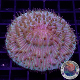 Fungia spp. „Fuzzy Touch“ WYSIWYG