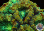 Trachyphyllia geoffroyi „7“ WYSIWYG