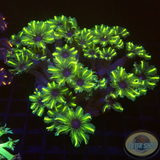 Clavularia spp. „Star“ WYSIWYG