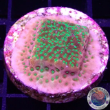 Montipora spp. „Phoenix Evolution“ AD Special