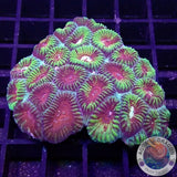 Favia spp. „Mayan Temple“ WYSIWYG „AD Special“