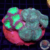 Blastomussa spp. „Gold Kryptonite“ WYSIWYG „AD Special“