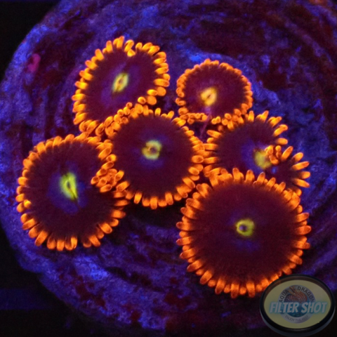Krustenanemonen „Fire & Ice“ WYSIWYG