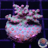 Cyphastrea decadia „Meteor Branch“ WYSIWYG „AD Special“