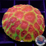 Favia spp. „Chemical Warfare“ WYSIWYG