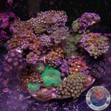 Monument Mythos WYSIWYG