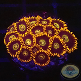 Krustenanemonen „Rainbow Hornet“