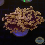 Euphyllia baliensis „Cooper P.“