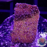 Lithophyllon spp. “C3PO”