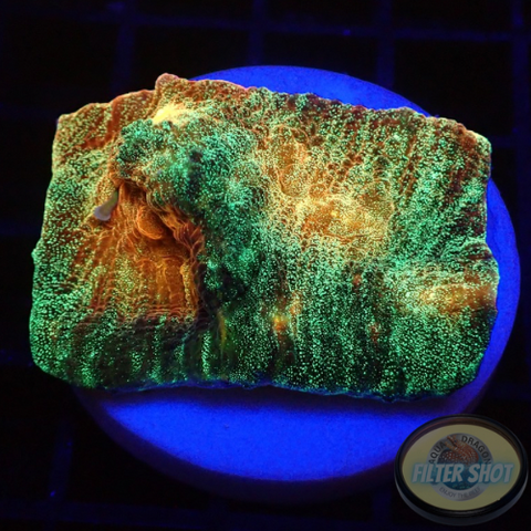 Mycedium spp. „Space Jam“ WYSIWYG „AD Special“