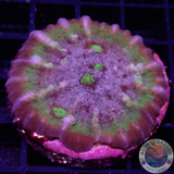 Echinophyllia spp. „Psychedelic“ WYSIWYG