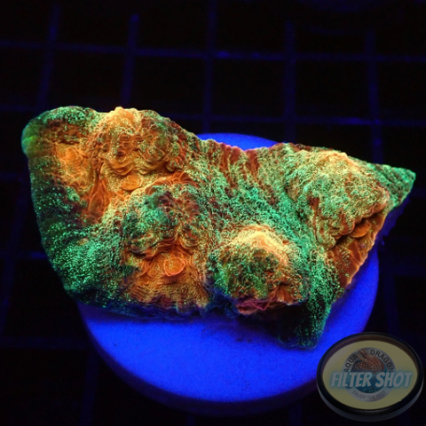 Mycedium spp. „Space Jam“ WYSIWYG „AD Special“