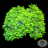 Physogyra lichtensteini „Citrus Bubble“ WYSIWYG