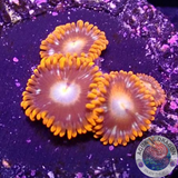 Krustenanemonen „Tequila Sunrise“