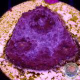 Echinophyllia spp. „Killer Flamingo“ WYSIWYG