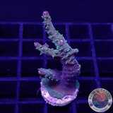 Acropora spp. „Confetti“ WYSIWYG