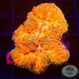 Symphyllia spp. „Sugar Sprinkles“ WYSIWYG