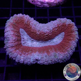 Lobophyllia spp. „Forest Fire“ WYSIWYG