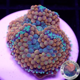 Ricordea florida „Shyne“ WYSIWYG „AD Special“