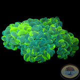Plerogyra sinuosa „Bubble Splash“ WYSIWYG „AD Special“