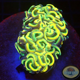 Euphyllia ancora 🌈 „Rainbow“ WYSIWYG „AD Special“
