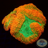 Lobophyllia spp. „Retro Lobo“ WYSIWYG „AD Special“