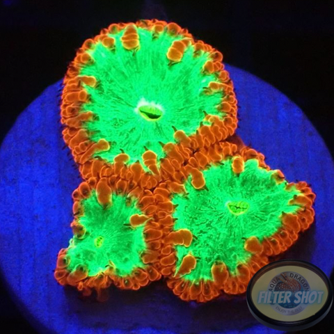 Blastomussa wellsi „Fire Kryptonite“ AD Special