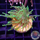 Euphyllia glabrescens „Sun God Junior“ WYSIWYG