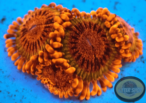 Krustenanemonen „Speckled Krakatoa“ AD Special”