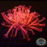 Goniopora spp. „Hell Angel“ WYSIWYG