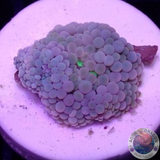 Ricordea florida „Pink Pearl“ WYSIWYG