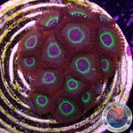 Krustenanemonen „Mean Green“ WYSIWYG