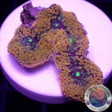 Ricordea florida „Shyne“ WYSIWYG „AD Special“