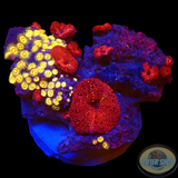 Discosoma & Paradise Zoa WYSIWYG „AD Special“