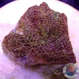 Echinophyllia spp. „Gold Rush“ WYSIWYG „AD Special“