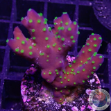 Acropora nana „Star“ WYSIWYG