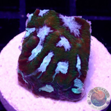 Favia spp. „Taz“