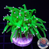 Euphyllia glabrescens „Pink Tip Holy“