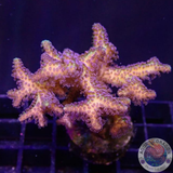 Seriatopora caliendrum „Bird of Paradise“ WYSIWYG