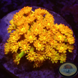 Bernardpora spp. „Golden Glitter“ ✨ AD Special