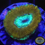Micromussa spp. „Orbital“