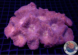Moseleya latistellata „Golden Eye“ WYSIWYG