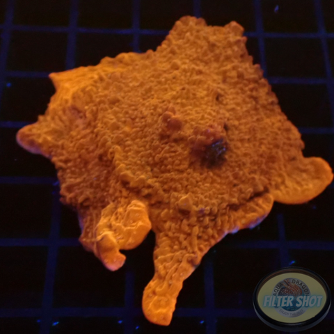 Montipora spp. „Bloody Orange“ WYSIWYG