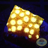 Cyphastrea spp. „Splendiferous“