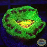 Micromussa spp. „Abe‘s Oddysee“