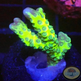 Anacropora spp. „Green Goblin“ WYSIWYG
