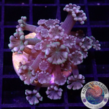 Alveopora spp. „Gigi“ AD Special
