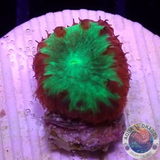 Blastomussa wellsi „Fire Kryptonite“ WYSIWYG „AD Special“