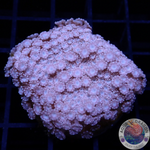 Alveopora spp. “Pastel Flower” WYSIWYG